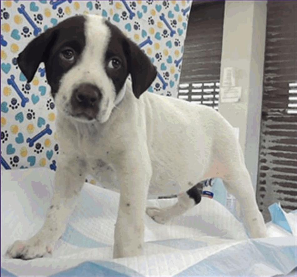 Caleb, a Adoptable mixed breed in Sedalia, CO image 3/5