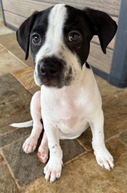 Caleb, a Adoptable mixed breed in Sedalia, CO image 4/5