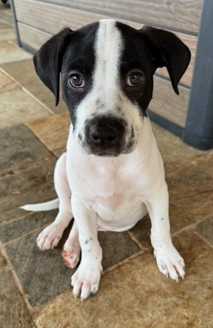 Caleb, a Adoptable mixed breed in Sedalia, CO image 5/5