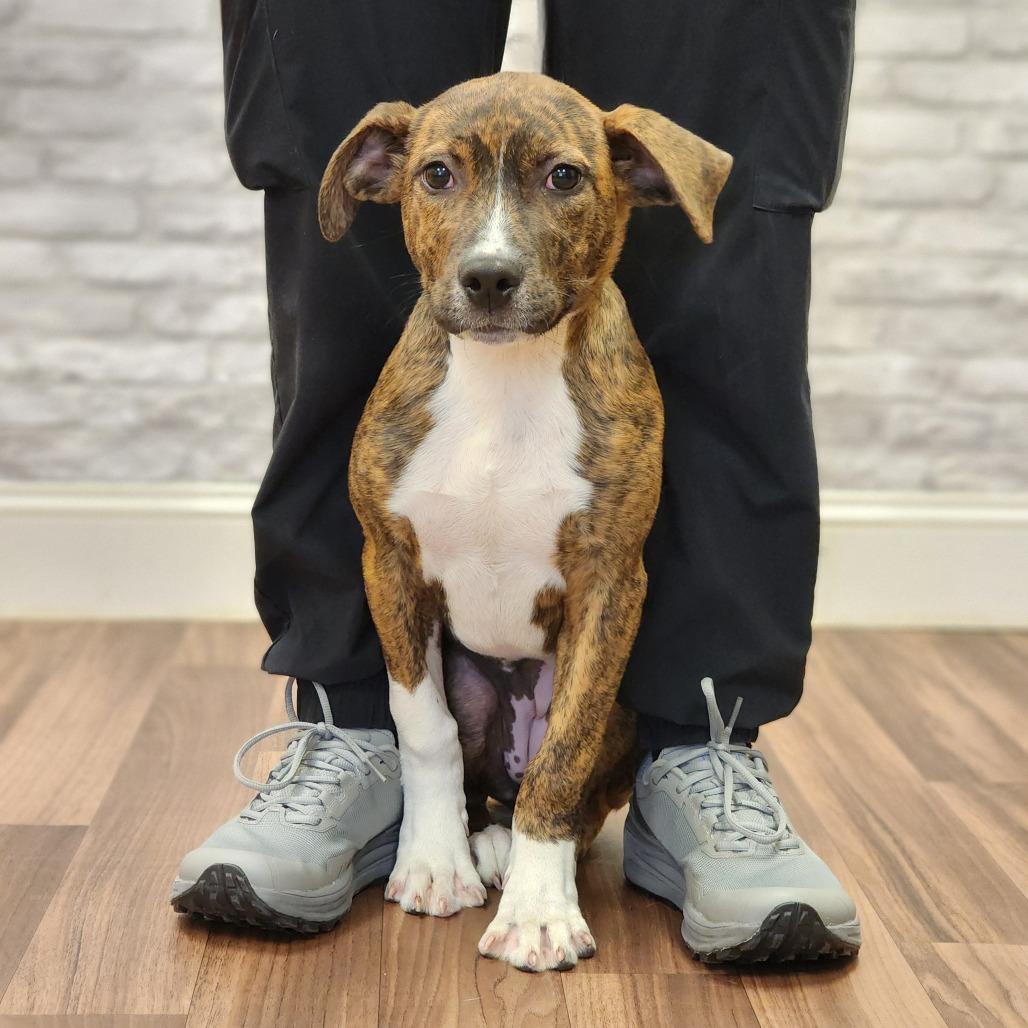 Delonie, a Adoptable Terrier in Montgomery, AL image 1/2