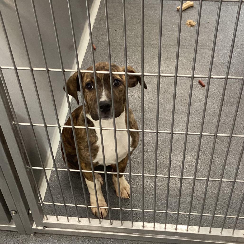 Delonie, a Adoptable Terrier in Montgomery, AL image 2/2