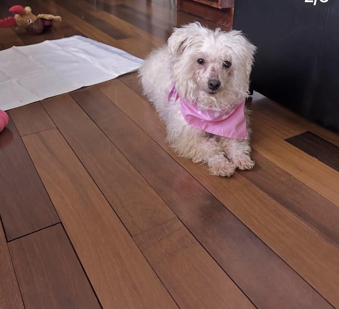 Enlarge Baby , a ADOPTABLE Havanese in South Amboy, NJ image 1/2