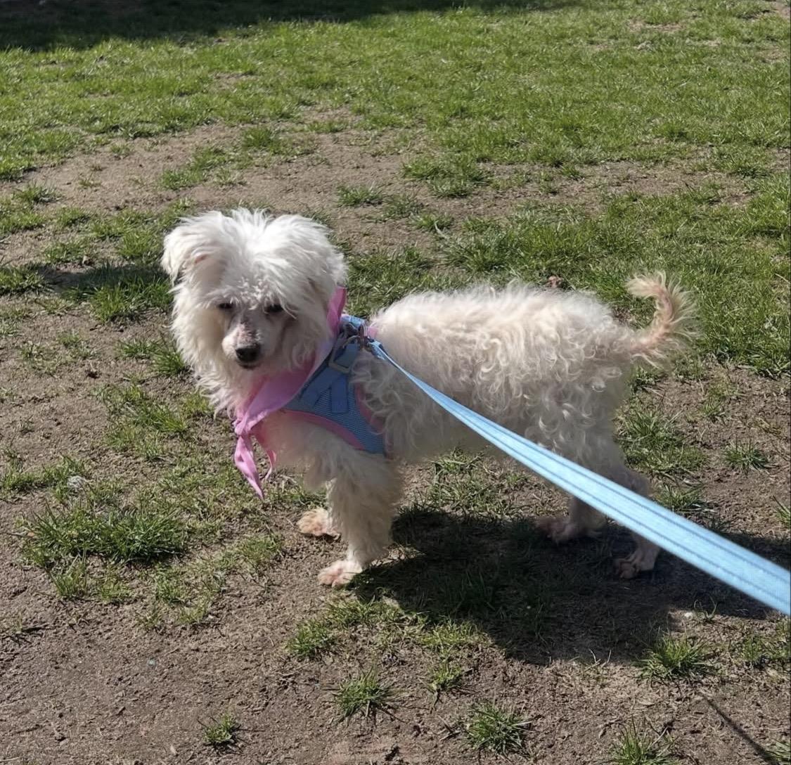 Enlarge Baby , a ADOPTABLE Havanese in South Amboy, NJ image 2/2