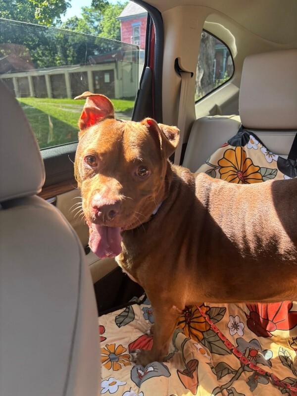 Fawn, a Adoptable Mixed Breed in Miamitown, OH image 3/5