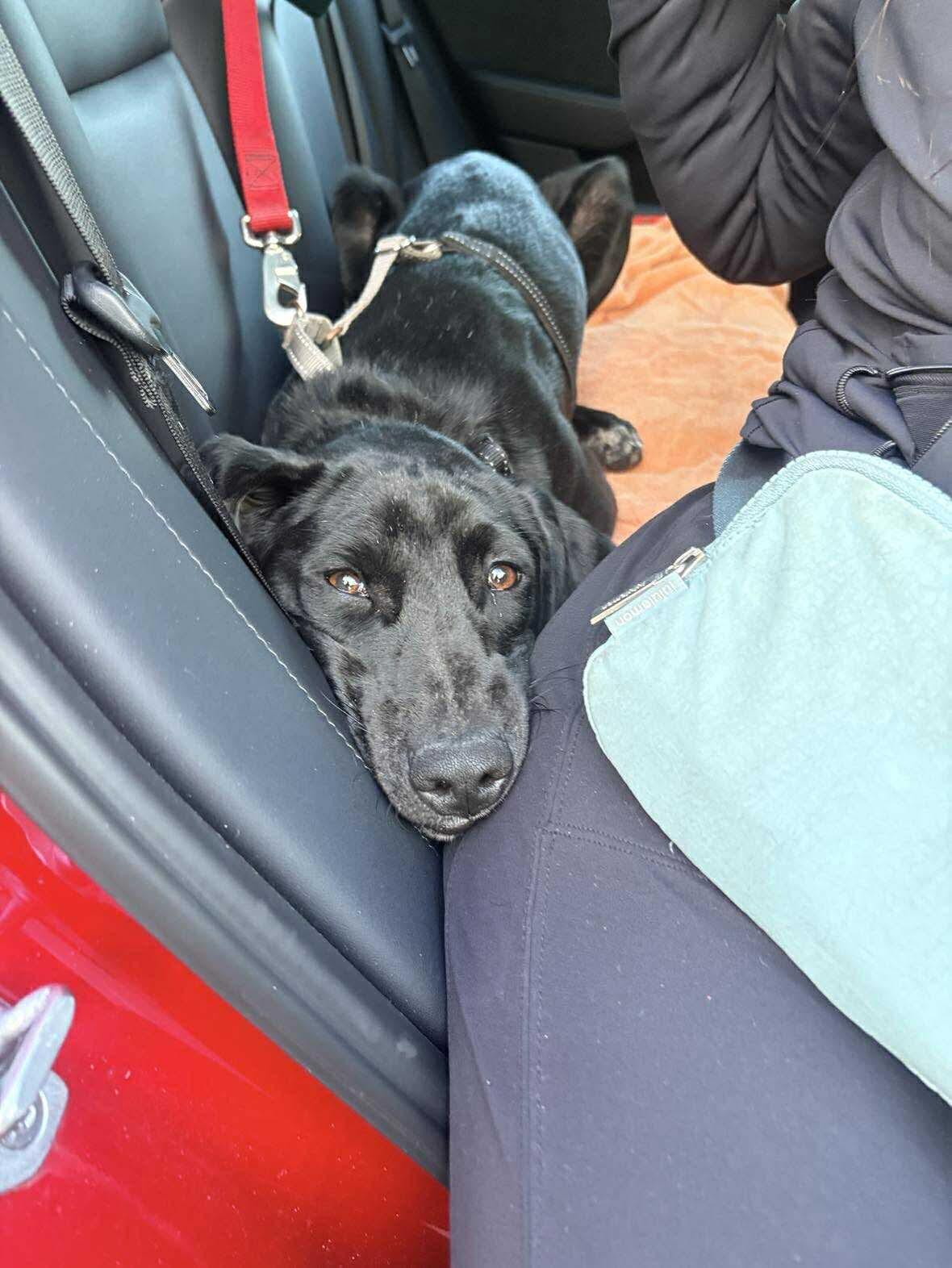 Nico, a Adoptable mixed breed in Westwood, NJ image 5/6