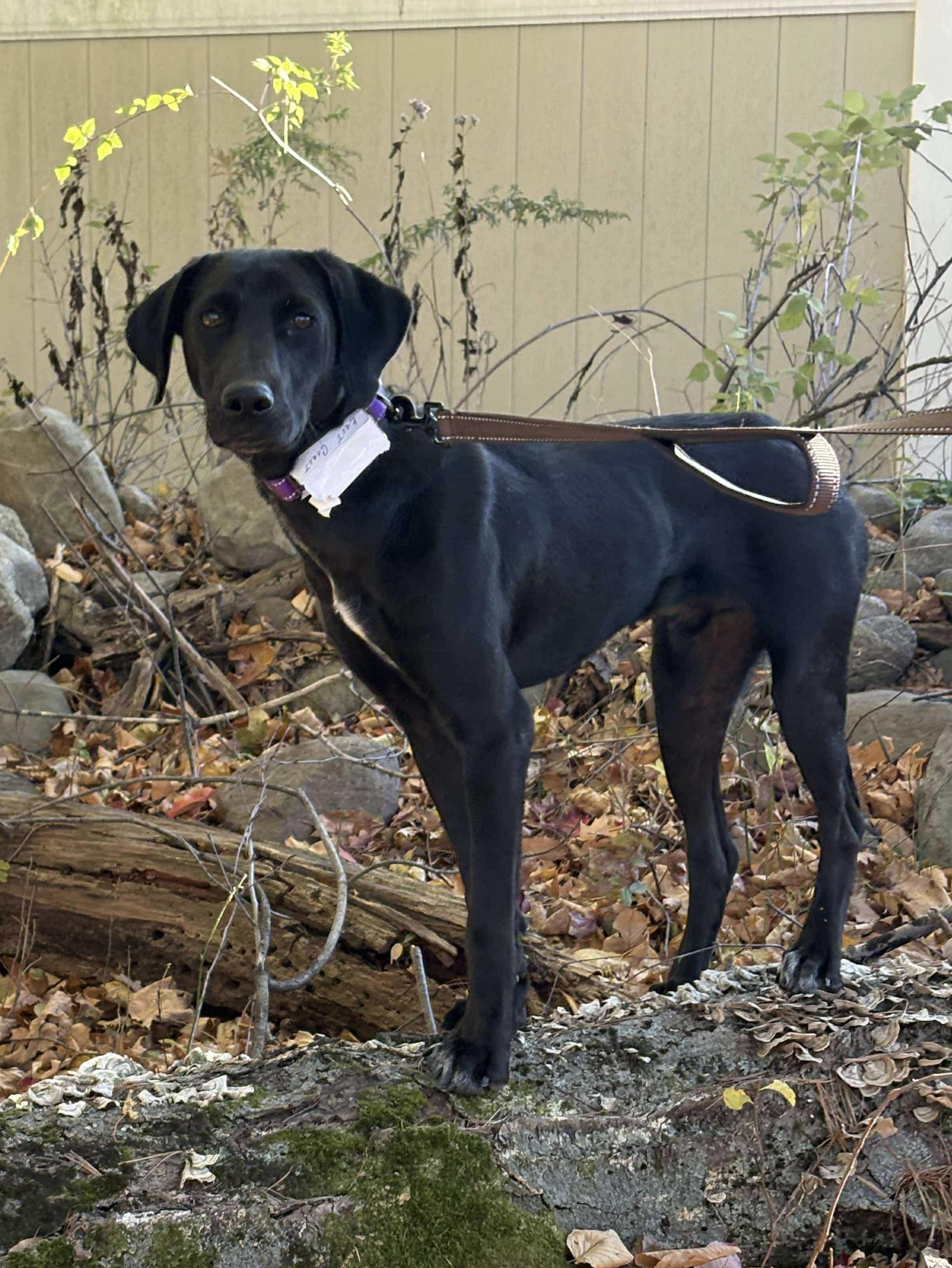 Nico, a Adoptable mixed breed in Westwood, NJ image 4/6