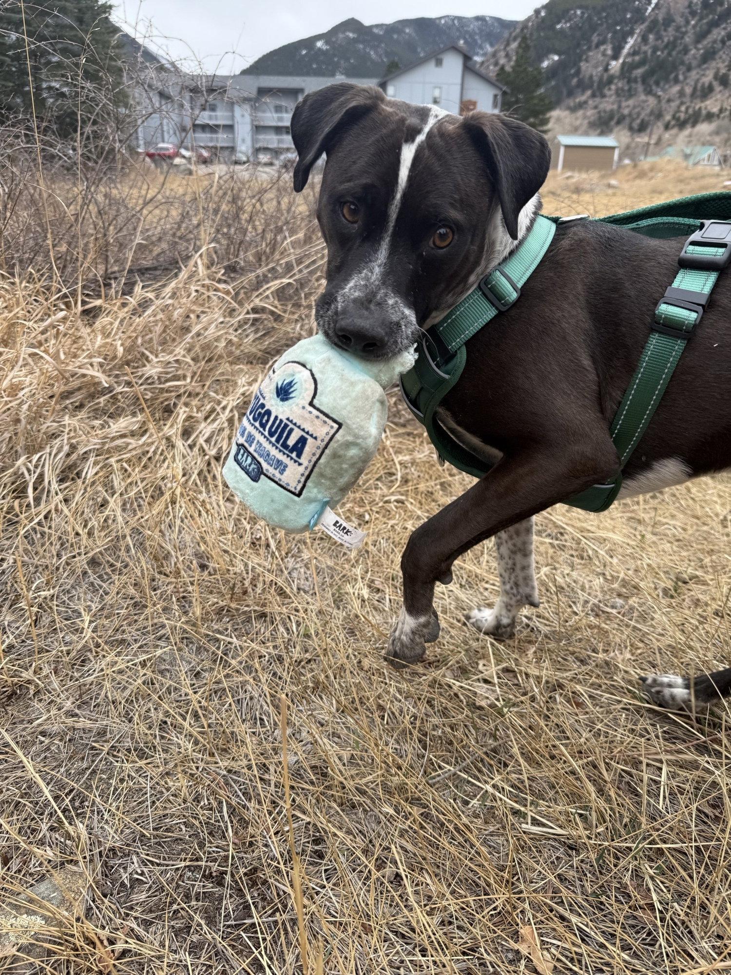 Waldo, Adoptable, Adult Male Australian Cattle Dog / Blue Heeler & Pit Bull Terrier.