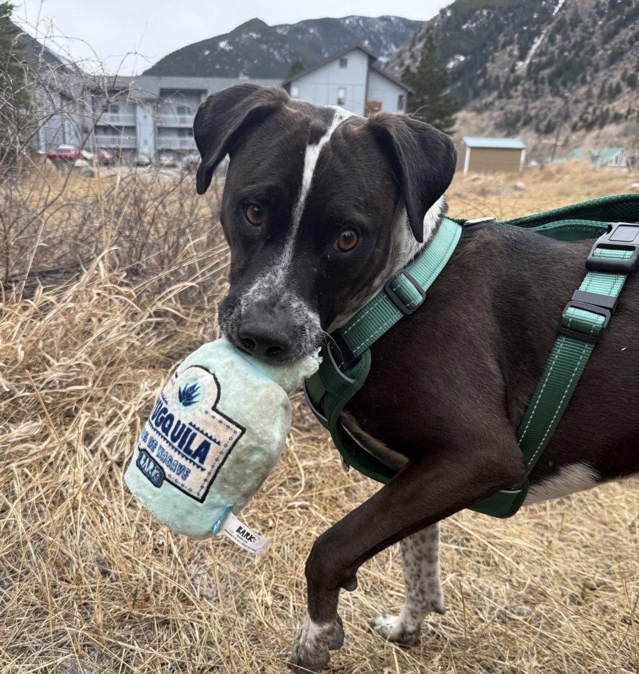 Waldo, a Adoptable mixed breed in Evergreen, CO image 2/3