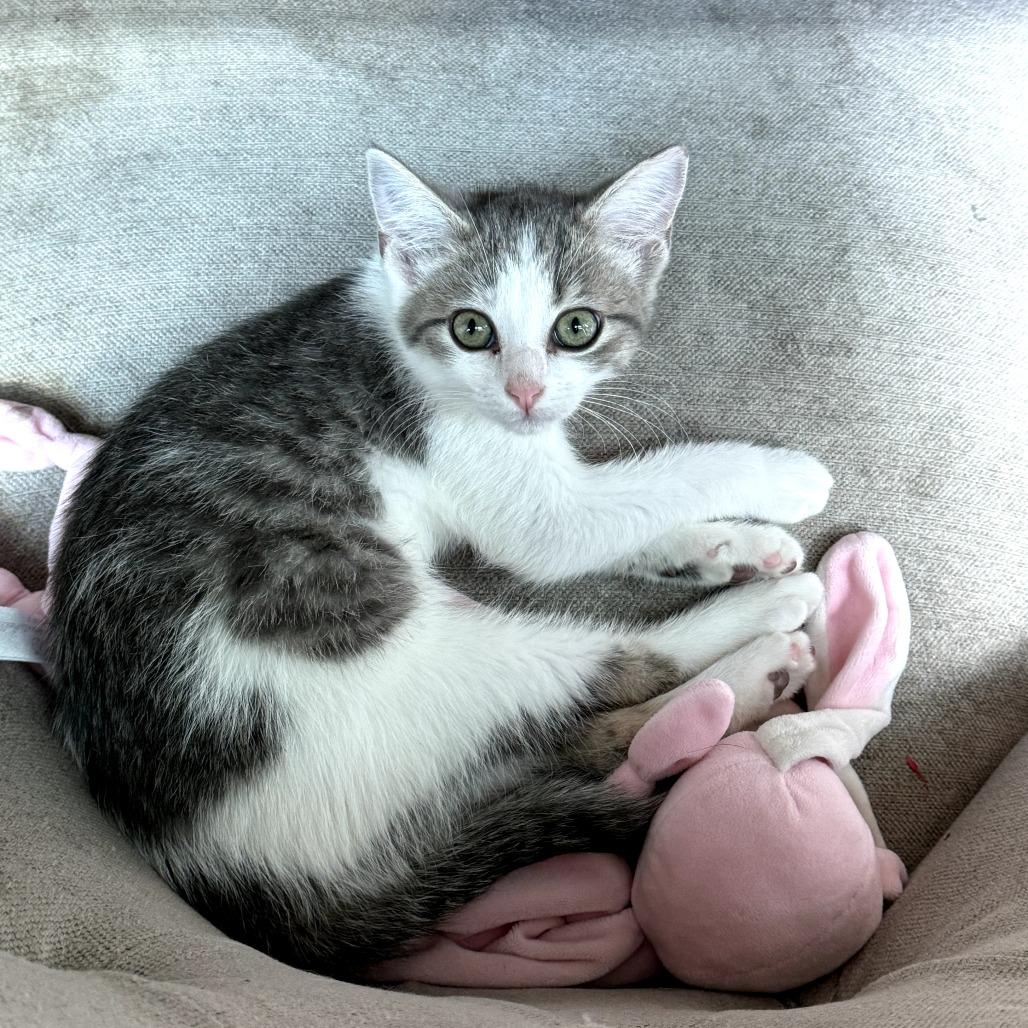 Toby (formerly Powder), Adoptable, Young Male Domestic Short Hair.