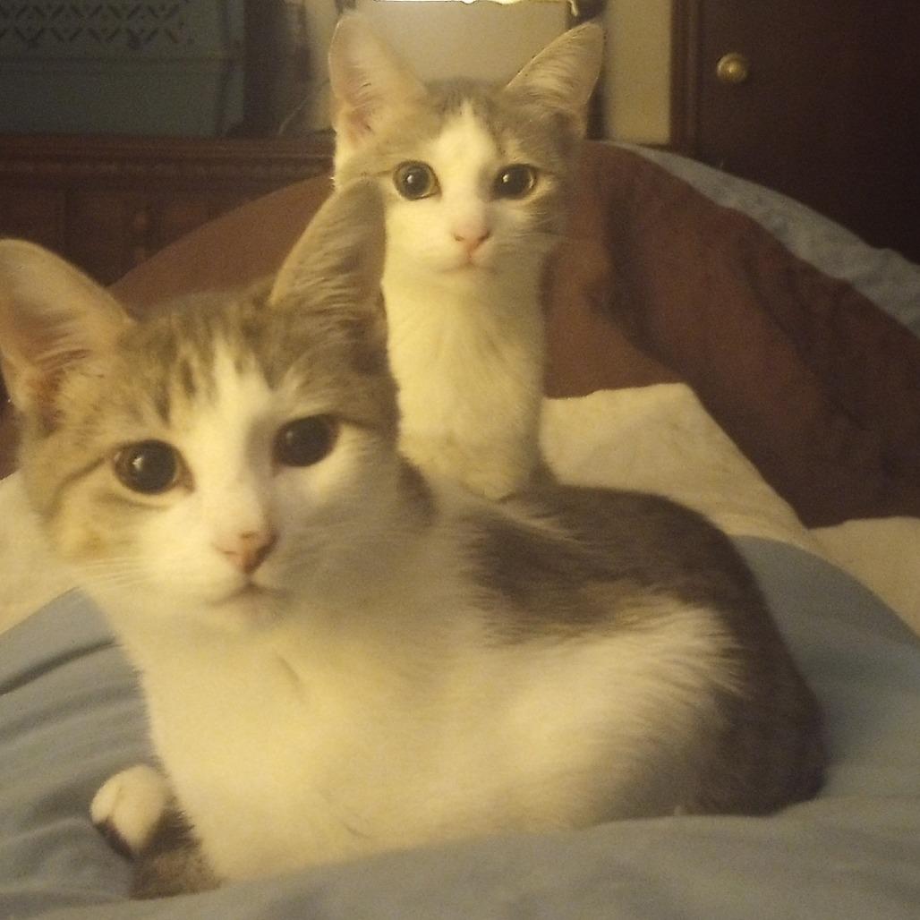 Toby (formerly Powder), a Adoptable Domestic Short Hair in Overland Park, KS image 2/6