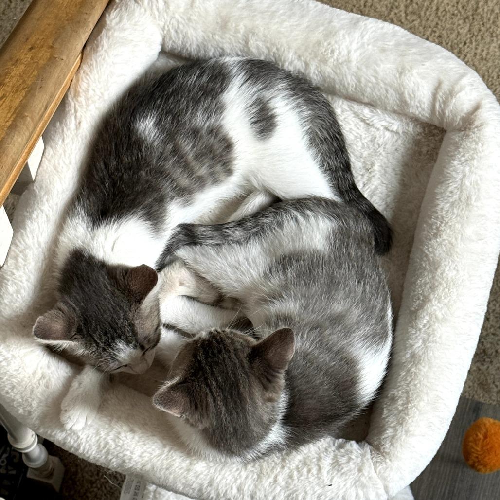 Toby (formerly Powder), a Adoptable Domestic Short Hair in Overland Park, KS image 3/6