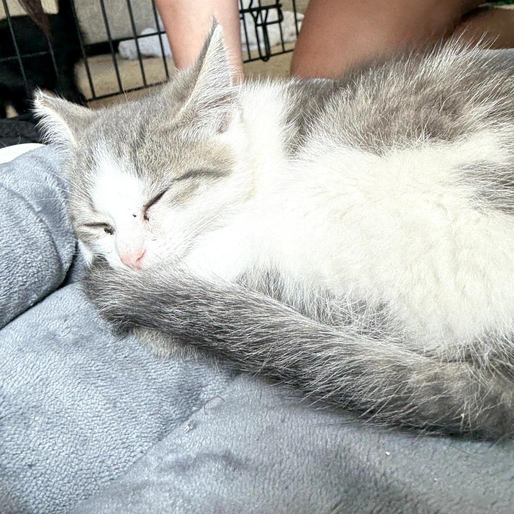 Toby (formerly Powder), a Adoptable Domestic Short Hair in Overland Park, KS image 4/6