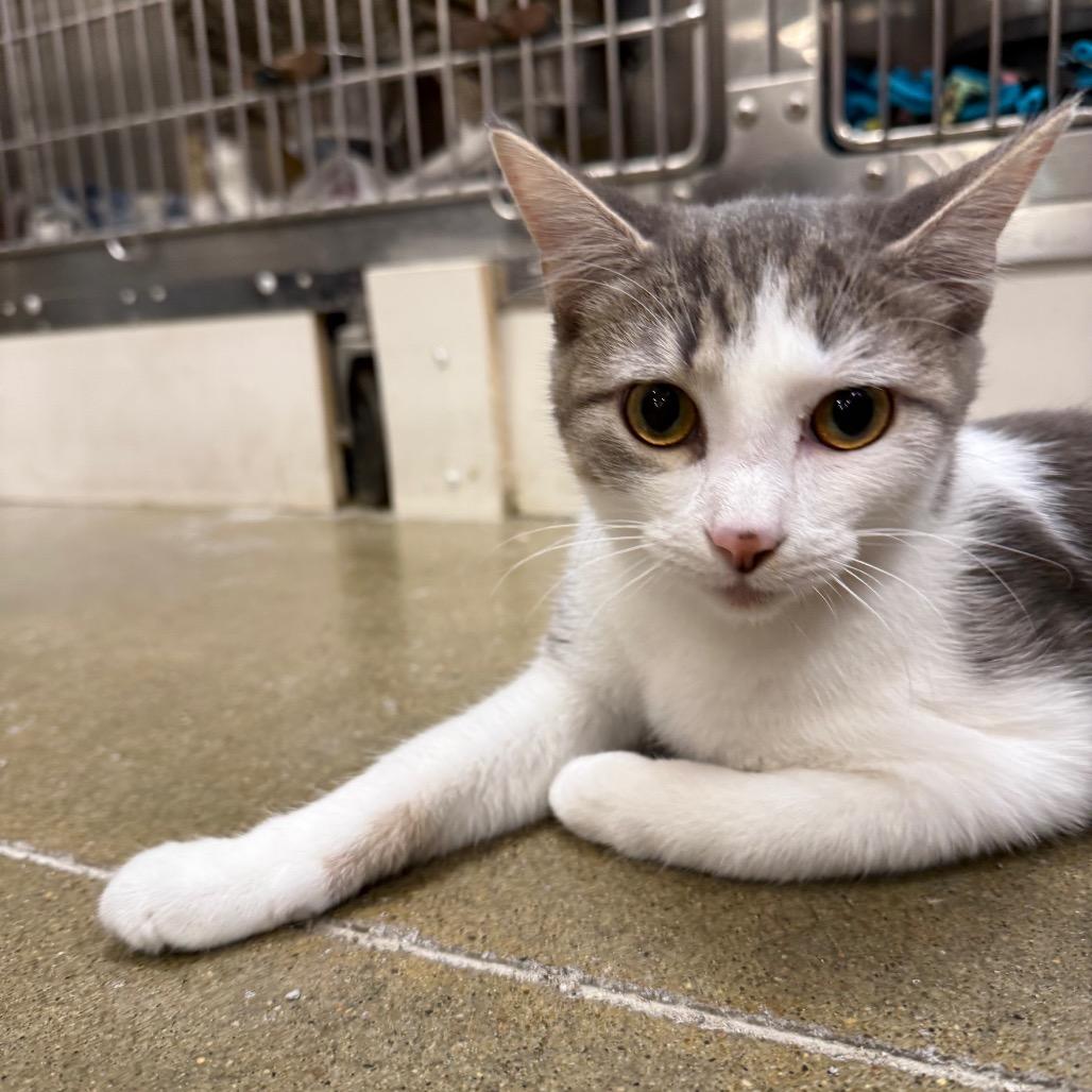 Toby (formerly Powder), a Adoptable Domestic Short Hair in Overland Park, KS image 5/6