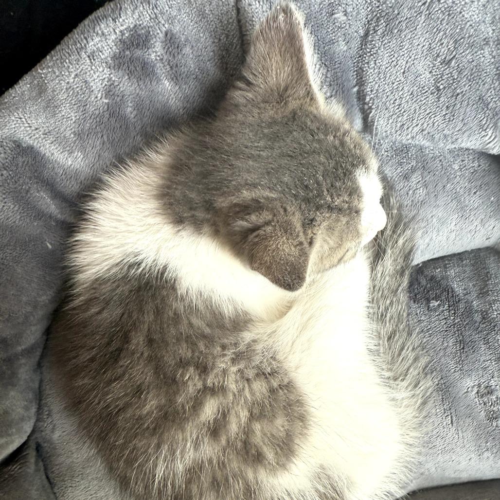 Toby (formerly Powder), a Adoptable Domestic Short Hair in Overland Park, KS image 6/6