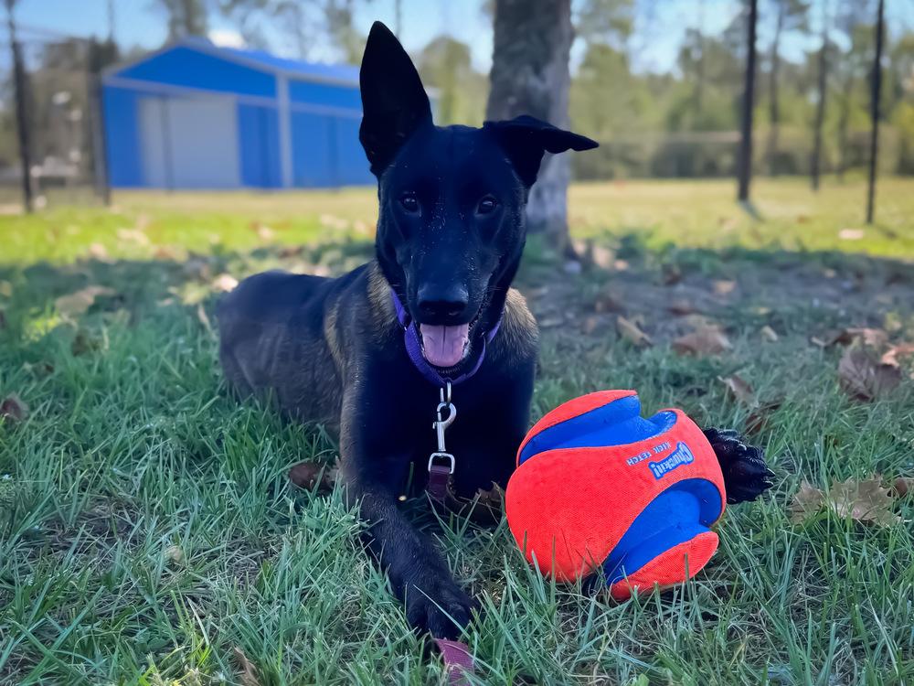 Enlarge Scout - Located in Florida, a Adoptable Belgian Shepherd / Malinois in Lecanto, FL image 1/6