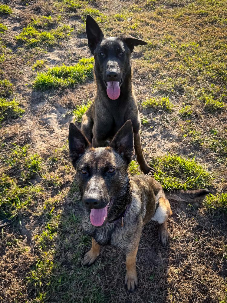 Enlarge Scout - Located in Florida, a Adoptable Belgian Shepherd / Malinois in Lecanto, FL image 2/6