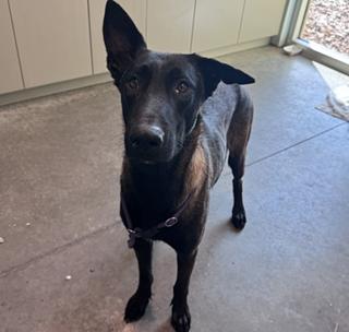 Scout - Located in Florida — thumbnail 2