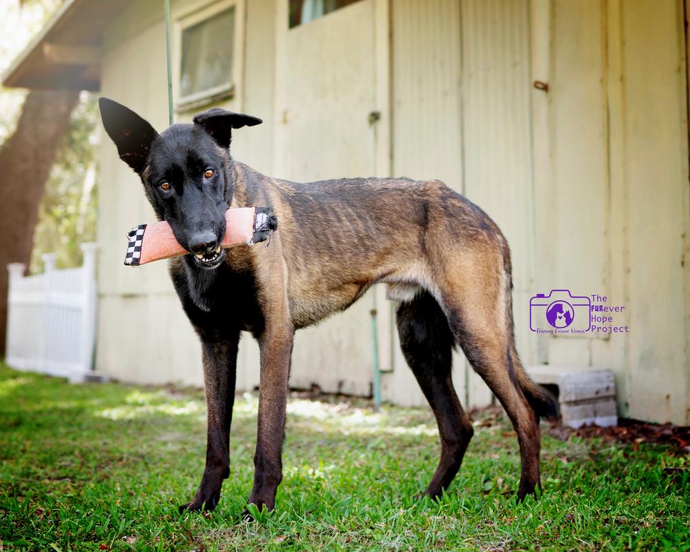 Enlarge Scout - Located in Florida, a Adoptable Belgian Shepherd / Malinois in Lecanto, FL image 3/6