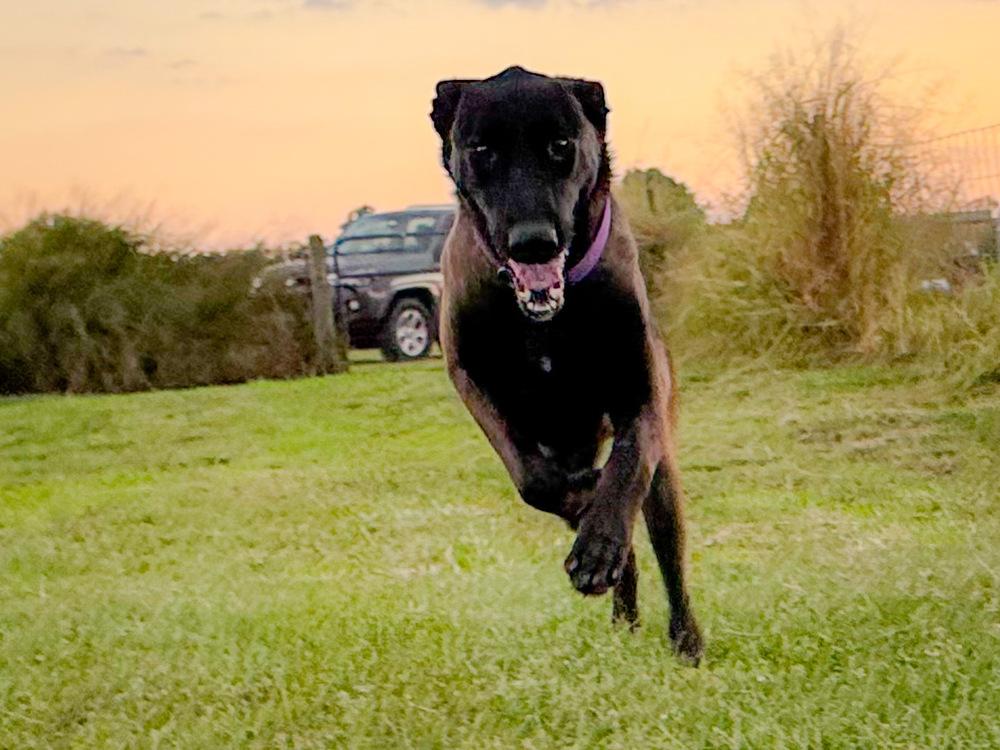 Enlarge Scout - Located in Florida, a Adoptable Belgian Shepherd / Malinois in Lecanto, FL image 6/6