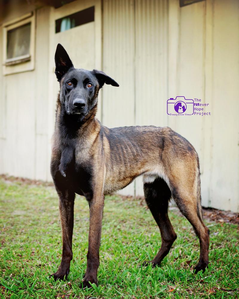 Enlarge Scout - Located in Florida, a Adoptable Belgian Shepherd / Malinois in Lecanto, FL image 4/6