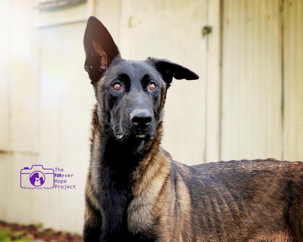 Enlarge Scout - Located in Florida, a Adoptable Belgian Shepherd / Malinois in Lecanto, FL image 5/6