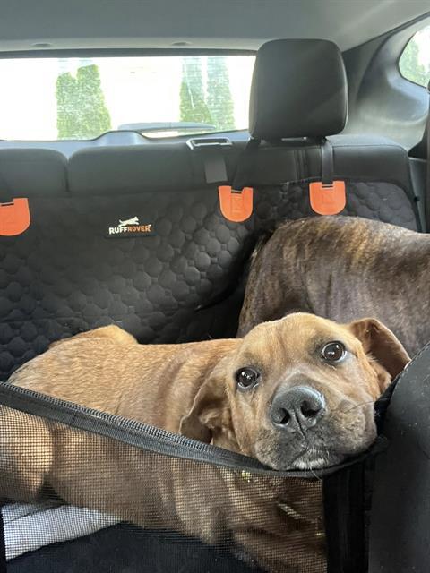 Enlarge MUNECO, a Adoptable Labrador Retriever in Haw River, NC image 1/1
