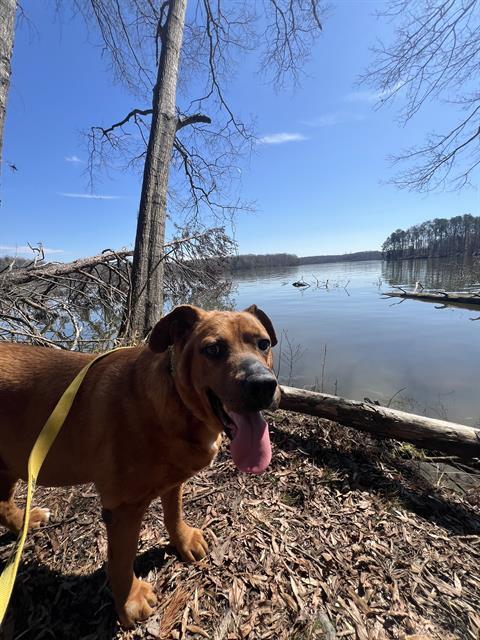 Enlarge MUNECO, a Adoptable Labrador Retriever in Haw River, NC image 1/1