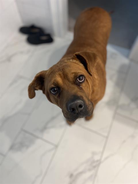 MUNECO, Adoptable, Adult Male Labrador Retriever.