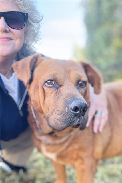 Enlarge MUNECO, a Adoptable Labrador Retriever in Haw River, NC image 1/1