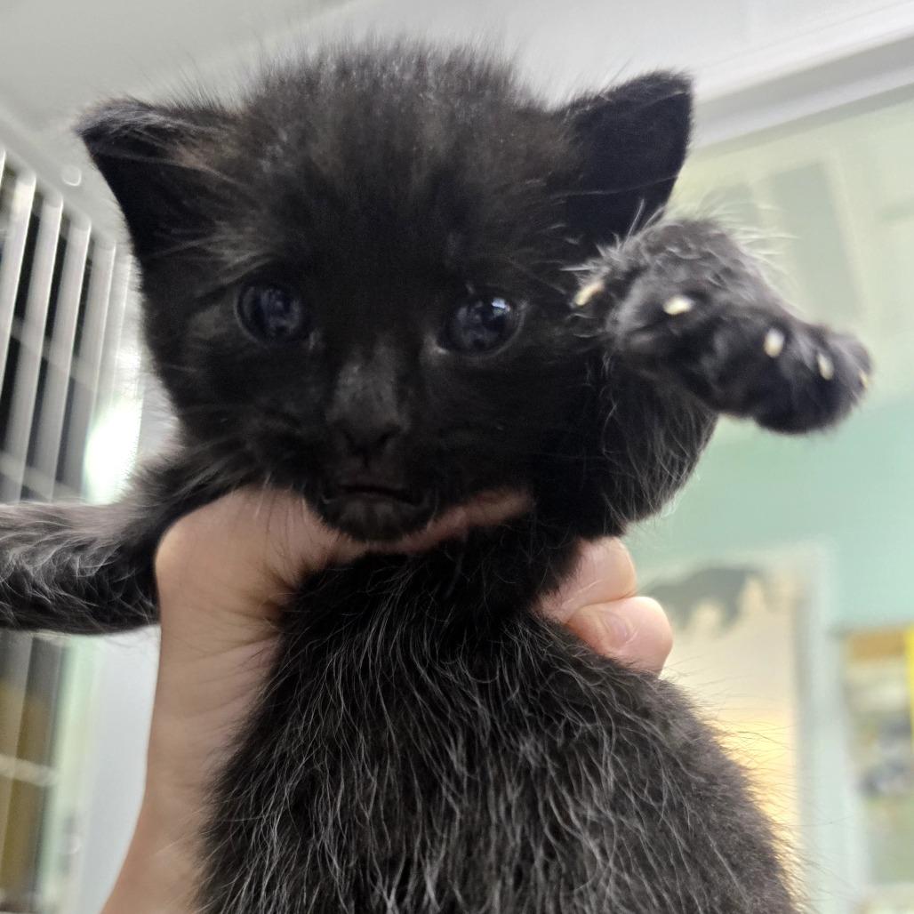 Cheech, Adoptable, Kitten Male Domestic Short Hair.