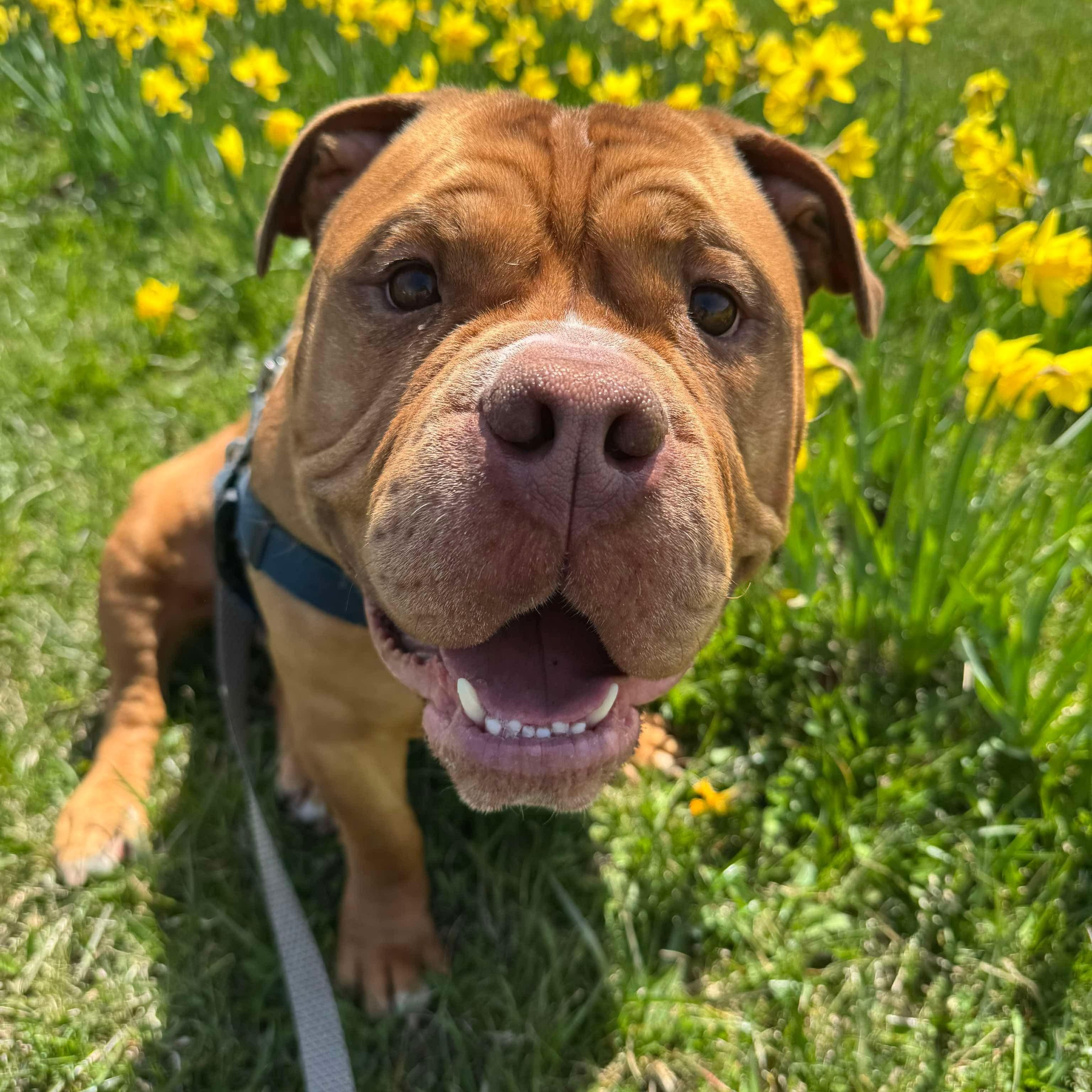 Paul, a Adoptable mixed breed in Detroit, MI image 3/6