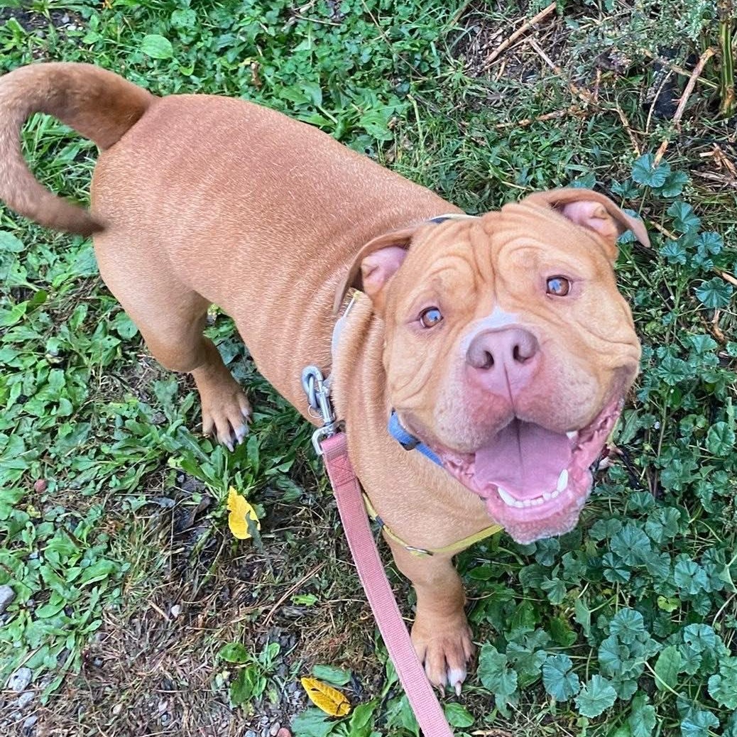 Paul, a Adoptable mixed breed in Detroit, MI image 2/6