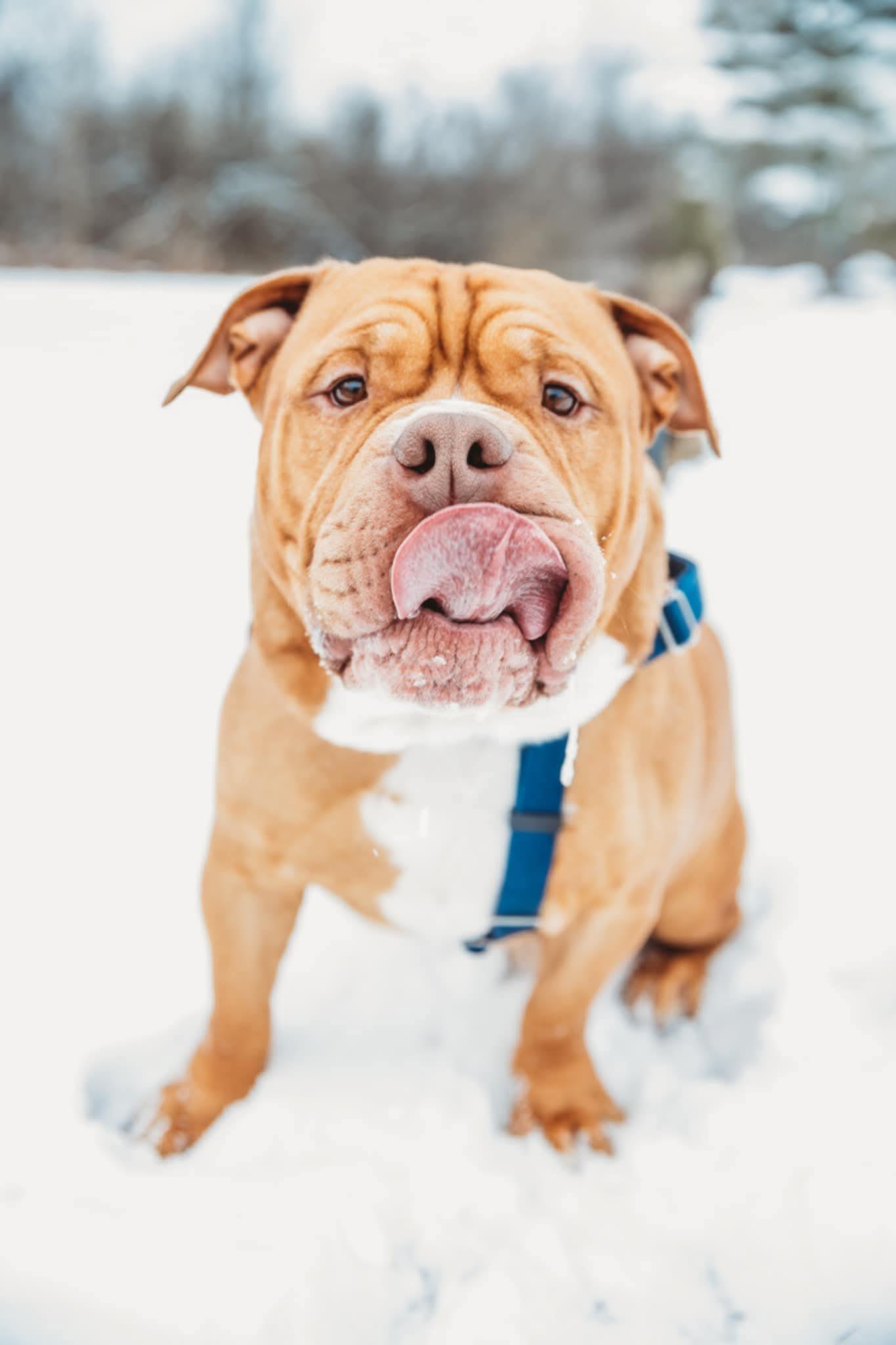 Paul, a Adoptable mixed breed in Detroit, MI image 5/6