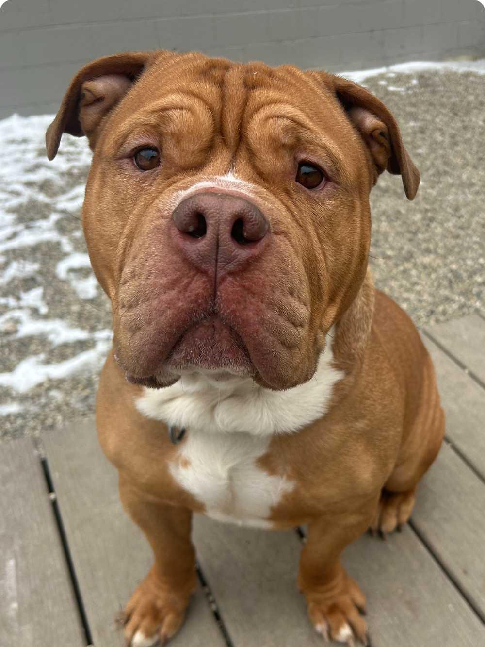 Paul, Adoptable, Adult Male American Bully & Bullmastiff.