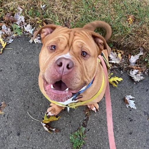 Paul, Adoptable, Adult Male American Bully & Bullmastiff.