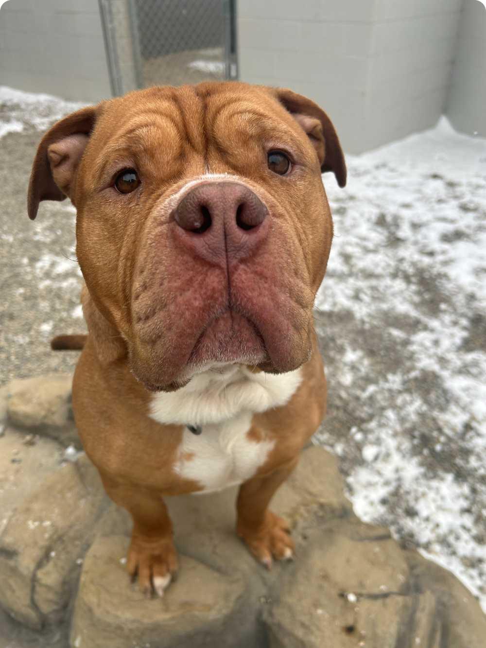 Paul, a Adoptable mixed breed in Detroit, MI image 6/6