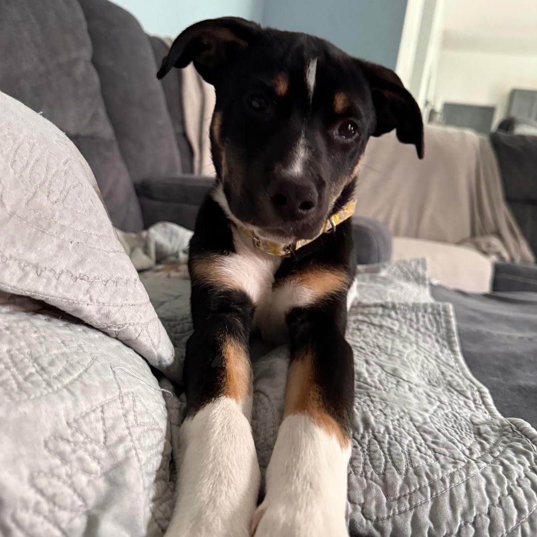 Enlarge Mel, a ADOPTABLE mixed breed in Colonial Heights, VA image 3/3