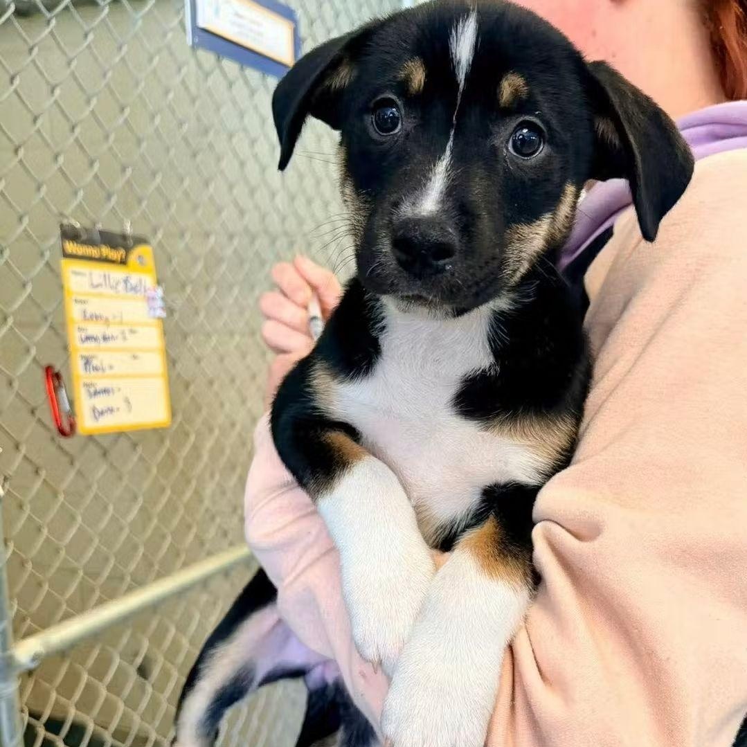 Mel, ADOPTABLE, Puppy Female German Shepherd Dog & American Staffordshire Terrier.