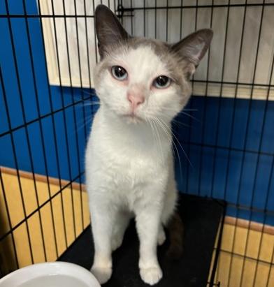 Chowder, Adoptable, Adult Female Domestic Short Hair.