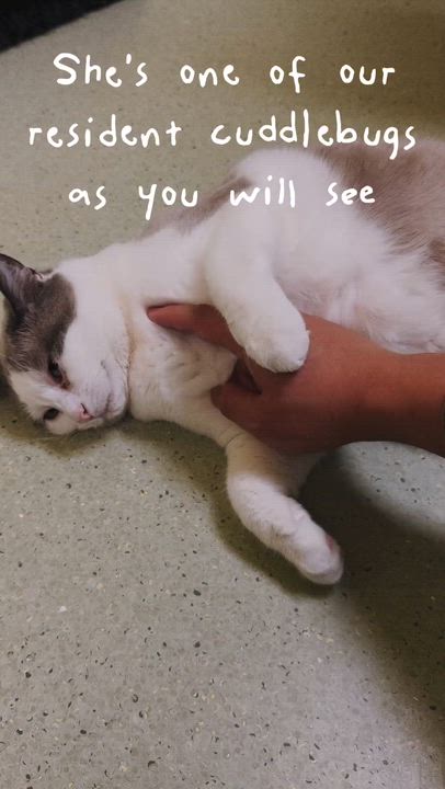 Enlarge Chowder, a Adoptable Domestic Short Hair in Cincinnati, OH video 2/2