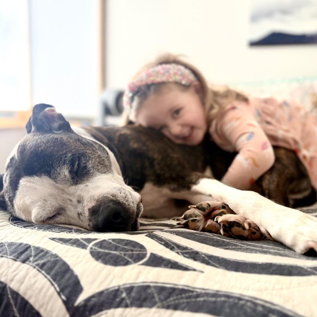 Enlarge Gerald, a Adoptable mixed breed in Silver Spring, MD image 1/6