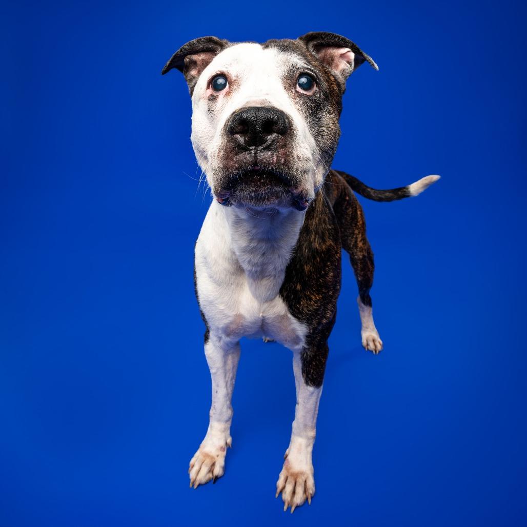 Gerald, Adoptable, Senior Male Terrier & Mixed Breed.