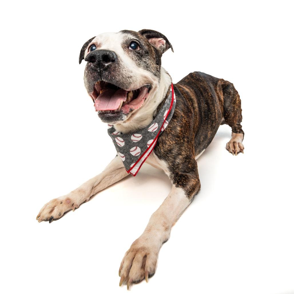 Enlarge Gerald, a Adoptable mixed breed in Silver Spring, MD image 2/6