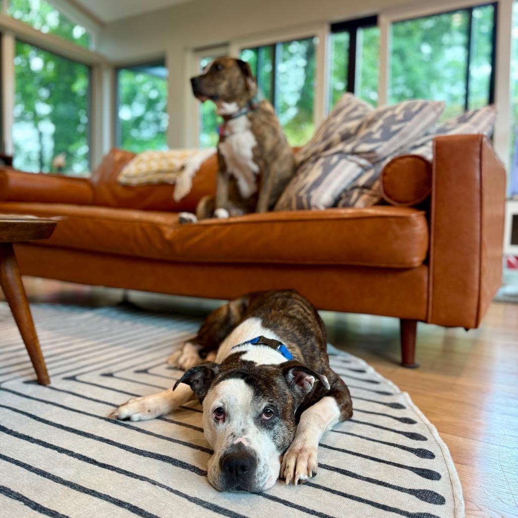 Gerald, Adoptable, Senior Male Terrier & Mixed Breed.