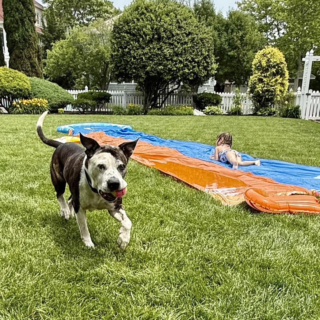 Enlarge Gerald, a Adoptable mixed breed in Silver Spring, MD image 5/6
