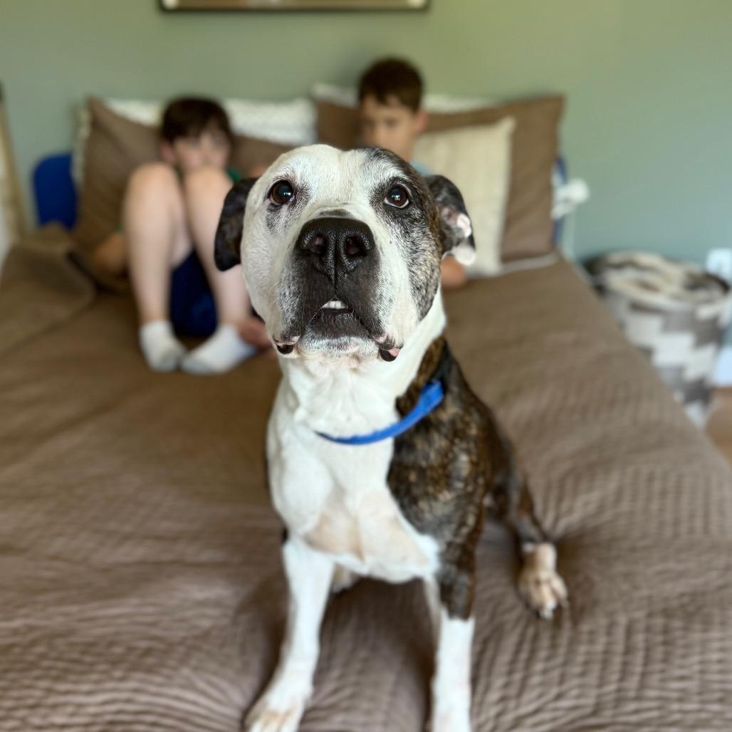 Enlarge Gerald, a Adoptable mixed breed in Silver Spring, MD image 4/6