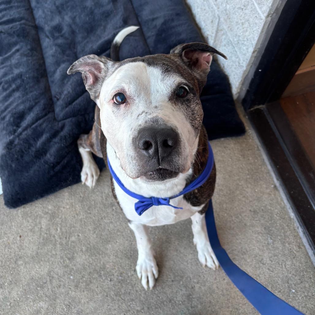 Enlarge Gerald, a Adoptable mixed breed in Silver Spring, MD image 2/6