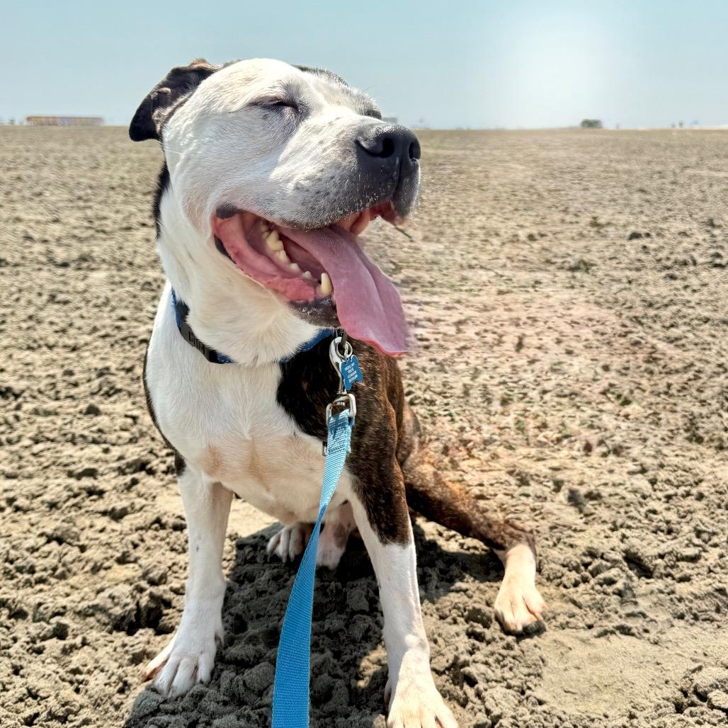 Enlarge Gerald, a Adoptable mixed breed in Silver Spring, MD image 5/6