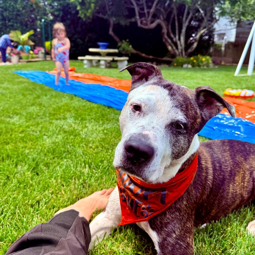 Enlarge Gerald, a Adoptable mixed breed in Silver Spring, MD image 6/6