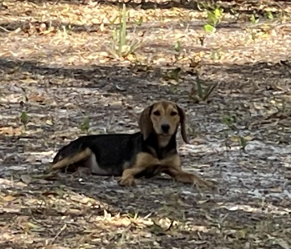 Bailey — thumbnail 2